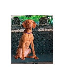 RED SEGURIDAD SEPARADORA