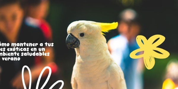 Cómo Mantener a tus Aves Exóticas en un Ambiente Saludable Durante el Calor