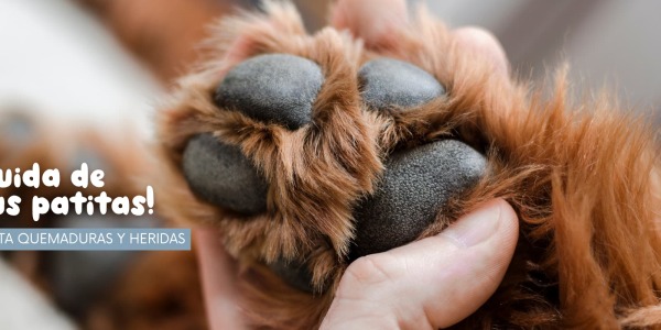 Mantén la Salud de las Patas de tu Perro en Verano: Evita Quemaduras y Heridas
