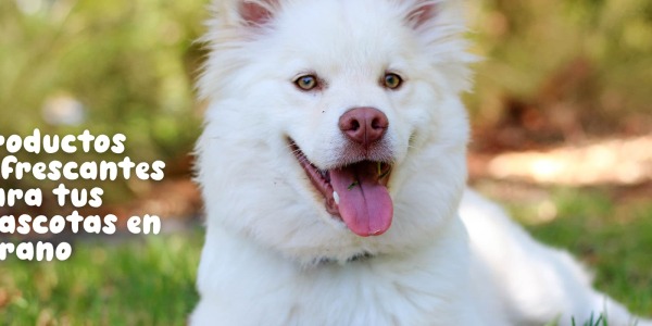 Productos Refrescantes para tus Mascotas en Verano: Mantén a tu Perro Fresco y Cómodo con Cool Pro Tech, Donut y Juguetes Refrescantes