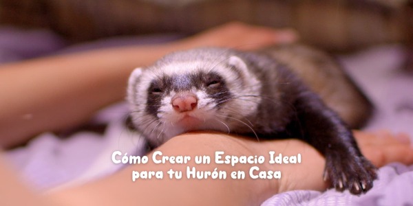 Cómo Crear un Espacio Ideal para tu Hurón en Casa