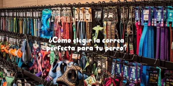 ¿Cómo elegir la correa perfecta para tu perro?