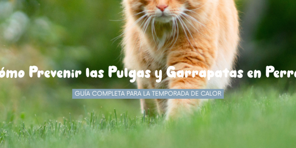 Cómo Prevenir las Pulgas y Garrapatas en Perros: Guía Completa para la Temporada de Calor